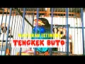 Download Lagu TENGKEK BUTO GACOR SUARA KASAR, SPEED LAMBAT | COCOK UNTUK ISIAN \u0026 MASTERAN.#birds #tengkekbuto
