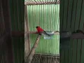 Download Lagu suara pikat burung sepah raja dijamin ampuh langsung nyaut