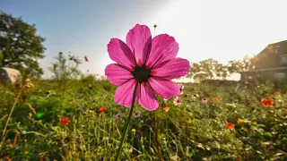 Projeto  Estações: Flores para Mim! - Grupo  Terapêutico
