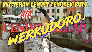 masteran cendet tengkek buto werkudoro 100 cepat masuk 