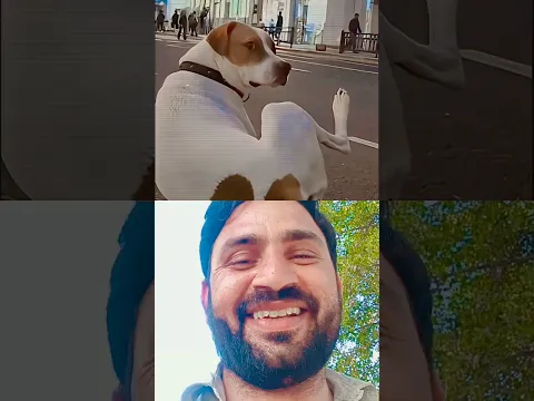 cheats with a dog 🤣
