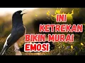 Lagu INI KETREKAN BIKIN EMOSI MURAI | PANCINGAN MURAI GACOR bikin MURAI BATU NYAUT LANGSUNG IKUT BUNYI