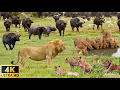 Download Lagu 4K African Wildlife: Wild Animal Discovery and Beautiful Wildlife Movie in African With Real Sounds