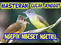 Download Lagu masteran cucak jenggot  jeda 2 menit #masteran #cucakjenggot