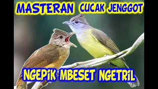 masteran cucak jenggot jeda 2 menit masteran cucakjenggot