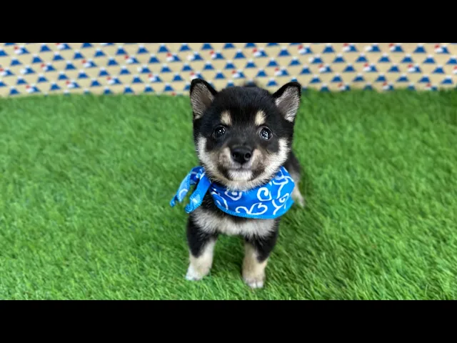 動画