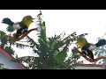 Download Lagu Suara pikat burung sirpu ampuh atasi burung susah turun terbaru arif channel