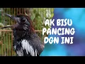 Download Lagu Suara Pancingan Anis Kembang Pagi Hari