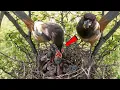 Download Lagu Cute babies of the Rufous Treepie bird @onlybirds107 