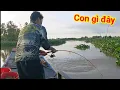 Lagu Chạy ghe hơn 100 kilomet đi câu được con cá đuôi đỏ này - Hàng hiếm dưới dòng sông mùa lũ