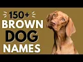 150 BROWN Dog Names Best Brown Dog Names
