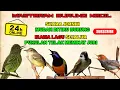 Download Lagu #3 LIVE MASTERAN BURUNG KECIL IRAMA LAGU SEJALUR FULL TEMBAKAN PANJANG ‼️