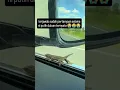 Download Lagu Terjawab sudah pertanyaan selama ini, ternyata PUTIH duluan...😭😭 #cicak #viral #cute #trending