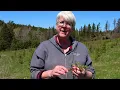 Wild Carrot with Kate MacQuarrie