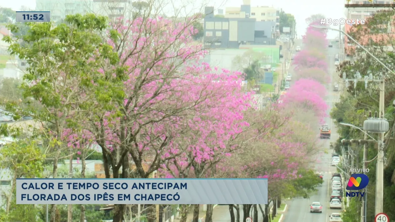 Calor e tempo seco antecipam florada dos Ipês em Chapecó