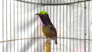 pancingan konin gacor full isian roll tembak mewah masteran kolibri ninja bahan suara jernih