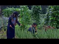 Download Lagu Hujan Syahdu🌧️ Panen bermacam sayuran untuk dimasak \u0026 sarapan pagi, hidup di desa