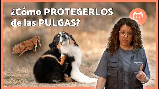 Cómo prevenir PULGAS en PERROS y los errores que debes evitar para protegerlos 🐶🦟❌