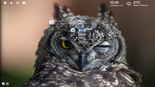 Funny Owl Wallpaper