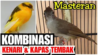 Download Masteran kombinasi kenari dan kapas tembak, masteran pilihan juri burung kontes MP3