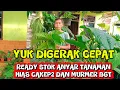 Lagu YUK DIGERAK CEPAT⁉️READY STOK ANYAR TANAMAN HIAS CAKEP2 DAN MURMER BGT