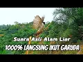 Pikat kutilang TUA HUTAN gacor asli alam liar, sekali putar kutilang liar auto emosi🦅