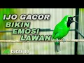 Download Lagu PANCINGAN CUCAK IJO GACOR UNTUK MENAIKKAN EMOSI BIRAHI LAWAN AGAR CEPAT RESPON AUTO JAMBUL NGENTROK