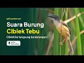 Download Lagu Suara Burung Ciblek Tebu Memanggil Lawan | Suara Masteran \u0026 Pikat Burung Ciblek Tebu Ampuh