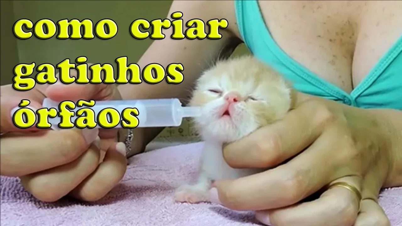 Leite caseiro para gatinhos recém nascidos. 