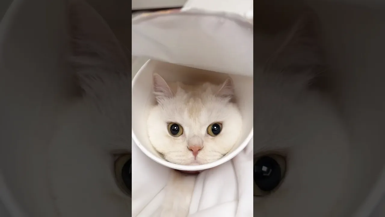 너구리 한마리 몰고가세요~