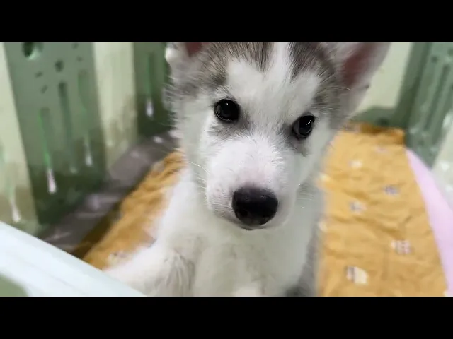 動画