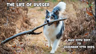 The Life of Rueger - A Tribute to the Goodest Boy