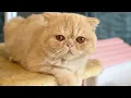 All Cat Breeds A-Z Visual Guide to Feline Diversity