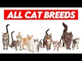 All Cat Breeds A-Z Visual Guide to Feline Diversity