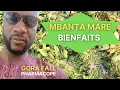 Download Lagu Mbanta Maré, lou bah si sibirou, katane ....Gora Fall  Pharmacope à Thiès