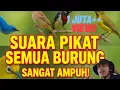 Download Lagu 🔥 100% EFEKTIF‼️ SUARA PIKAT SEMUA BURUNG TERLENGKAP DAN TERKUAT