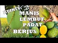 BUAH RARE | KUINI | PUNYA AROMA SANGAT WANGI \u0026 KUAT