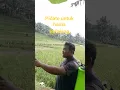 pidato untuk hama di sawah #cover #lucu #viral