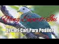 Download Lagu Suara Burung Walik Original 💯%