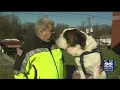 Greenfield police comfort dog helps out in Pittsburgh after mass shooting