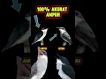 Download Lagu ciri-ciri burung jingjing petulak jantan dan betina