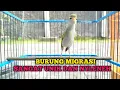 Lagu BURUNG CIKRAK KUTUB GACOR‼️suara unik dan syahdu