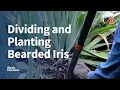 Download Lagu Dividing and Planting Bearded Iris | #GoodGrowing