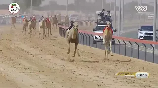 الشوط   سيف الامارات الحول المفتوح  عجايب  ل  هجن العاصفة           ختامي المرموم           حول زمول دندنها