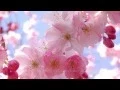 Rumi Allons au jardin ensemble Musique de Feeraz Jardin d Orient Mirage