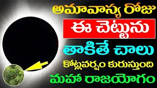 అమావాస్య రోజు ఈ చెట్టును తాకితే మీ ఇంట్లో కోట్లవర్షం ! || #polalaamavasya #amavasya