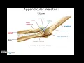 Human Anatomy Chapter 8 The Appendicular Skeleton