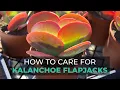BEST TIPS HOW TO GROW AND CARE FOR KALANCHOE FLAPJACKS PADDLE PLANT