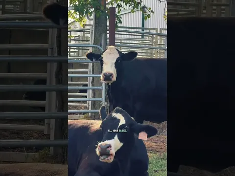 Morning calf check!#Cows #cattle