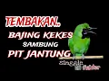 Download Lagu mastering cucak ijo isian bajing kekes sambung pit jantung